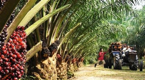 49 metric tons <b>per</b> <b>hectare</b>, a slight increase compared to the previous year. . Palm oil plantation profit per hectare in nigeria